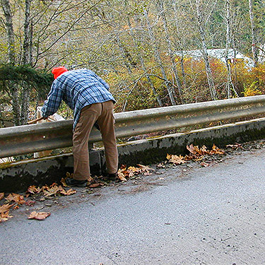 Laurel Ramseyer looks for spiders on railing of O'Toole Road bridge, upper Deschutes River, Thurston County, Washington