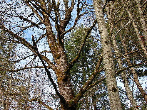 upper branches of bigleaf maple, upper Deschutes River, Thurston County, Washington
