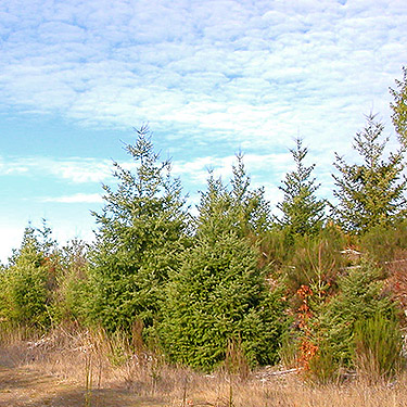 Douglas-fir foliage in clearcut, upper Deschutes River, Thurston County, Washington