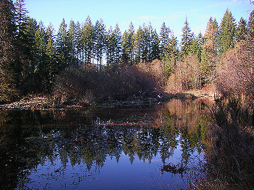 beaver pond on upper Deschutes River, Thurston County, Washington