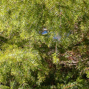 riparian conifer foliage, upper Deschutes River, Thurston County, Washington