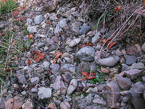 river bank rocks, upper Deschutes River, Thurston County, Washington