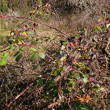 invasive himalayan blackberry, upper Deschutes River, Thurston County, Washington