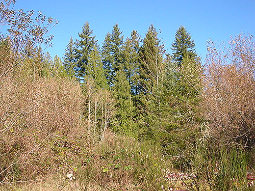 forest on side of river ravine, Deschutes River spider site, Thurston County, Washington