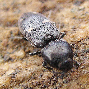 unidentified beetle, powerline on Diobsud Creek Road NE of Marblemount, Skagit County, Washington