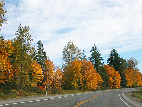 fall color along highway to Darrington, Washington on 19 October 2021