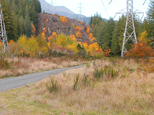 grassy field and vine maples, powerline on Diobsud Creek Road NE of Marblemount, Skagit County, Washington