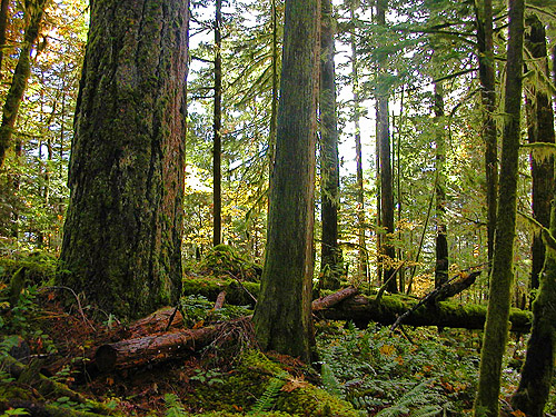forest along Diobsud Creek Trail NE of Marblemount, Skagit County, Washington