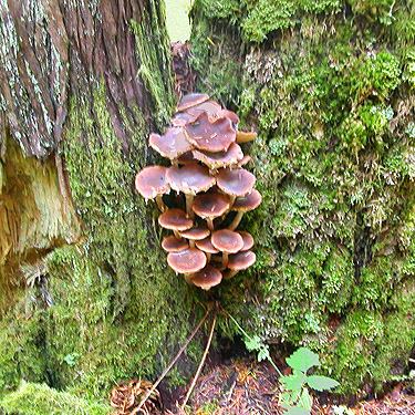 fungus on split trunk, Diobsud Creek Trail NE of Marblemount, Skagit County, Washington
