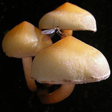 mycetophilod fungus gnat on mushroom, Diobsud Creek Trail NE of Marblemount, Skagit County, Washington