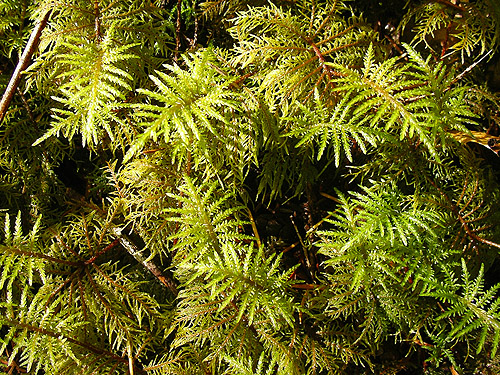forest floor moss, Hylocomium splendens, Diobsud Creek Trail NE of Marblemount, Skagit County, Washington