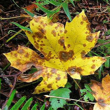 fallen bigleaf maple leaf, Diobsud Creek Trail NE of Marblemount, Skagit County, Washington