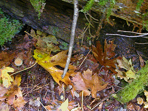 bigleaf maple litter, Diobsud Creek Trail NE of Marblemount, Skagit County, Washington