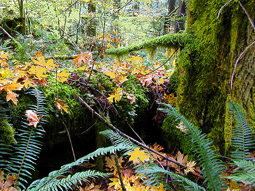 base of bigleaf maple tree with moss and litter, Diobsud Creek Trail NE of Marblemount, Skagit County, Washington