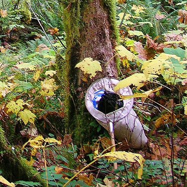 netfull of moss for sifting, Diobsud Creek Trail NE of Marblemount, Skagit County, Washington