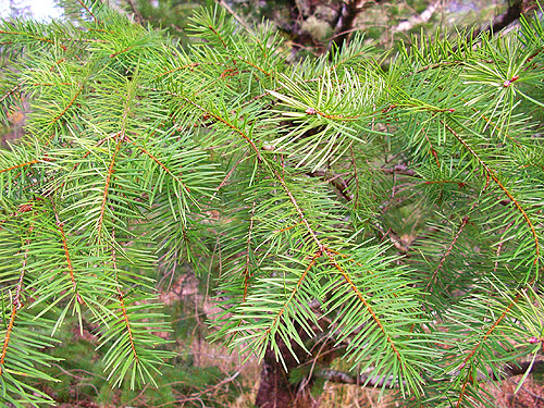 Douglas-fir foliage, powerline on Diobsud Creek Road NE of Marblemount, Skagit County, Washington