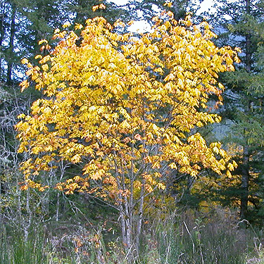 yellow maple tree, powerline on Diobsud Creek Road NE of Marblemount, Skagit County, Washington