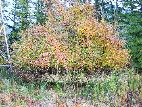 tree in clearing, powerline on Diobsud Creek Road NE of Marblemount, Skagit County, Washington