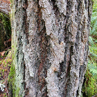 Douglas-fir trunk, Diobsud Creek Trail NE of Marblemount, Skagit County, Washington
