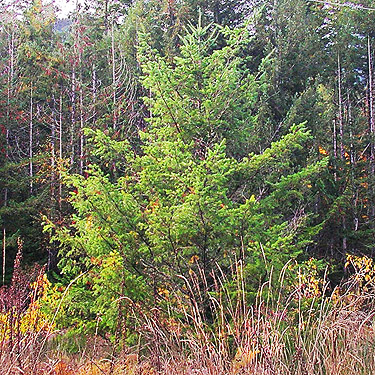 young Douglas-fir, powerline on Diobsud Creek Road NE of Marblemount, Skagit County, Washington