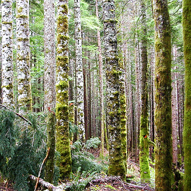 alder-dominated forest on south side of road, Road 18/Deer Creek site, Skagit County, Washington