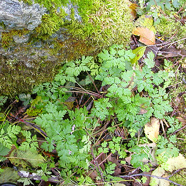 leaf litter between boulders, Forest Road 18/Deer Creek, Skagit County, Washington