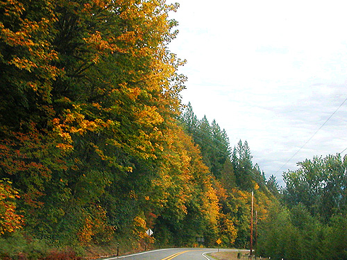 fall color (bigleaf maples) along Sauk River north of Darrington, Washington on 2 October 2021