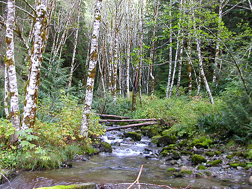 large but still unnamed creek crossing road 18 just above road 17 in Cultus Mountains, Skagit County, Washington