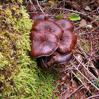 fungus on conifer forest floor, Forest Road 18/Deer Creek, Skagit County, Washington