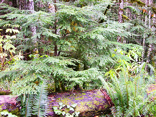 western hemlock foliage, Road 18/Deer Creek site, Skagit County, Washington