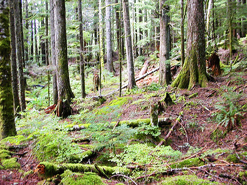 mature conifer forest, Forest Road 18/Deer Creek, Skagit County, Washington