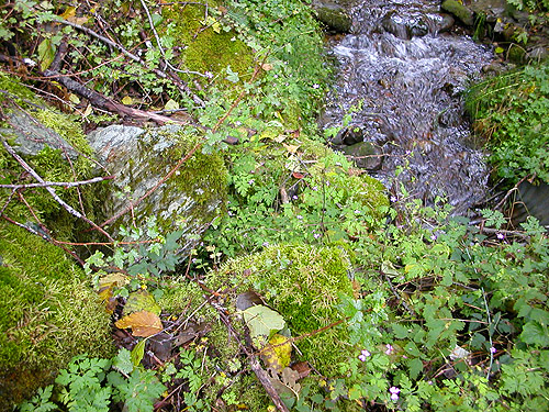 mossy boulders along small creek, Forest Road 18/Deer Creek, Skagit County, Washington