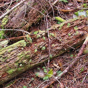 nurse log with western hemlock seedlings, Forest Road 18/Deer Creek, Skagit County, Washington