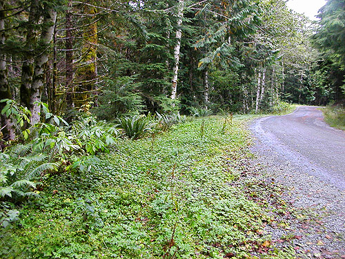 overview of field site, Road 18/Deer Creek site, Skagit County, Washington