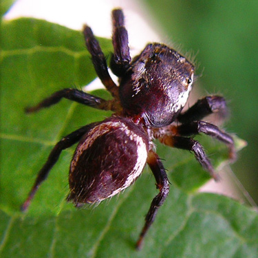 jumping spider Eris militaris from roadside herbs, Forest Road 18/Deer Creek, Skagit County, Washington