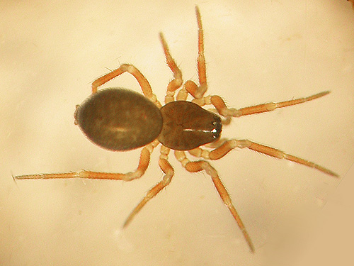 female microspider Sisis rotundus from dead wood, Forest Road 18/Deer Creek, Skagit County, Washington