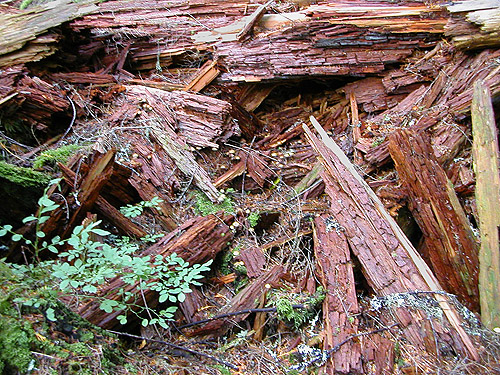 dead wood in conifer forest, Forest Road 18/Deer Creek, Skagit County, Washington