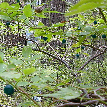 huckleberries, second site along Lake Dorothy, Alpine Lakes, King County, Washington