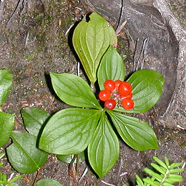 Cornus canadensis in fruit along trail to Lake Dorothy, Alpine Lakes, King County, Washington