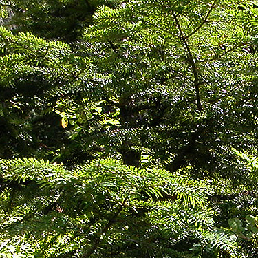 mountain hemlock foliage Tsuga mertensiana, Lake Dorothy, Alpine Lakes, King County, Washington