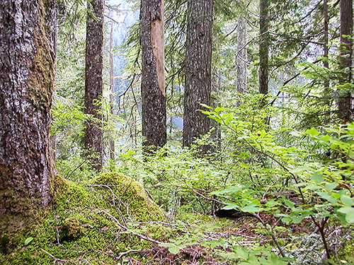 mature mountain hemlock forest, second site along Lake Dorothy, Alpine Lakes, King County, Washington