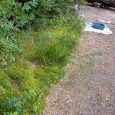 moss at top of beach, Lake Dorothy, Alpine Lakes, King County, Washington