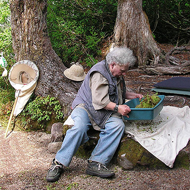 Rod Crawford sifting moss, Lake Dorothy, Alpine Lakes, King County, Washington