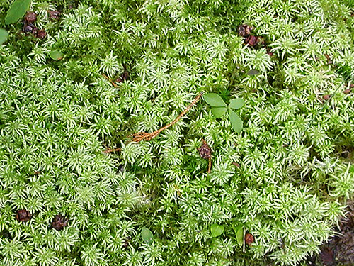 patch of Sphagnum moss, Lake Dorothy, Alpine Lakes, King County, Washington