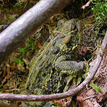western toad Anaxyrus boreas along trail to Lake Dorothy, Alpine Lakes, King County, Washington