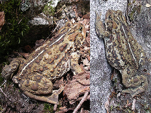 western toads Anaxyrus boreas along trail to Lake Dorothy, Alpine Lakes, King County, Washington