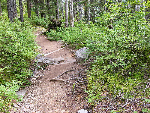 trail in forest, Lake Dorothy, Alpine Lakes, King County, Washington