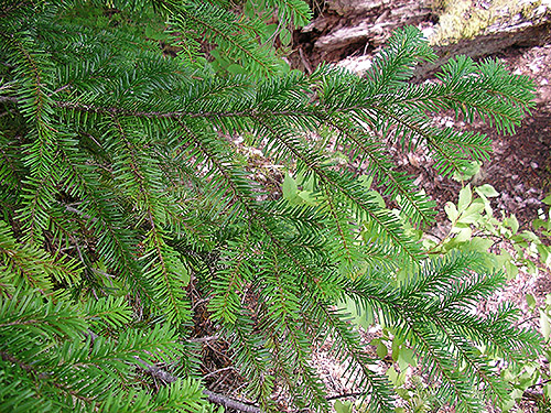 hemlock foliage, Tsuga, Lake Dorothy, Alpine Lakes, King County, Washington
