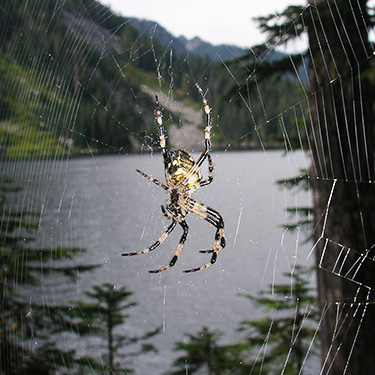 web of Araneus nordmanni orbweaver, Lake Dorothy, Alpine Lakes, King County, Washington