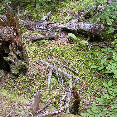 dead wood habitat, second site on Lake Dorothy, Alpine Lakes, King County, Washington